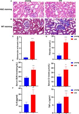 Changes in aging-induced kidney dysfunction in mice based on a metabolomics analysis